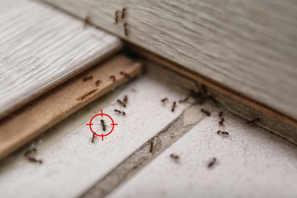 Best Cockroach Control Services  in Salem, NC