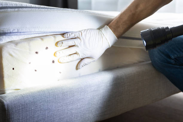 Best Affordable Pest Control Services  in Salem, NC