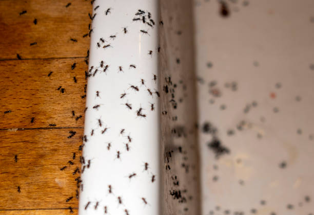 Wasp Removal Services in Salem, NC